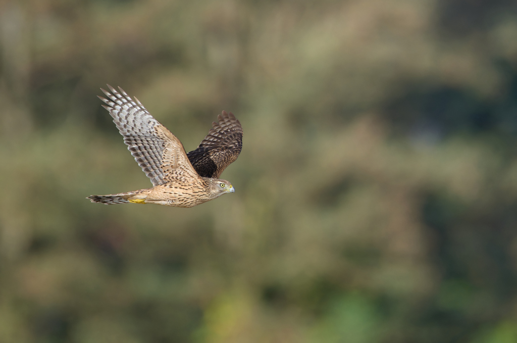 オオタカ幼鳥 | 3