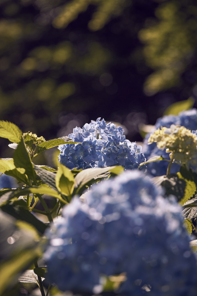 紫陽花 アジサイ 2 By みおにゃ Id 写真共有サイト Photohito 紫陽花 アジサイ 2 By みおにゃ Id 写真共有サイト Photohito