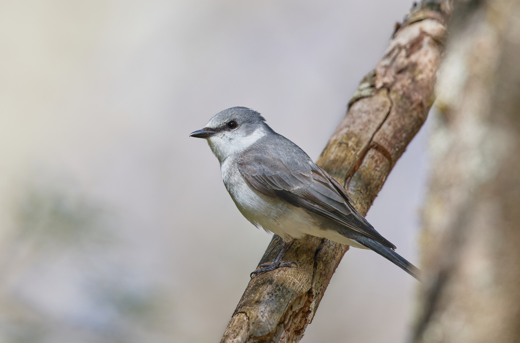 サンショウクイ | 2