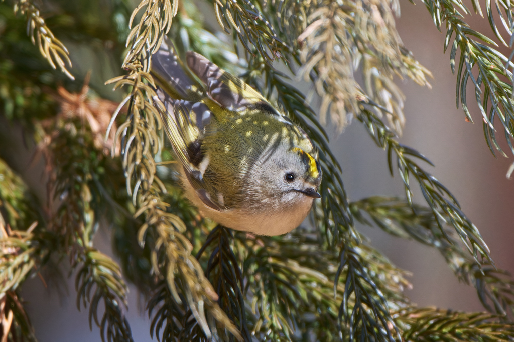 キクイタダキ | 16