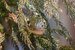 キクイタダキ | 16