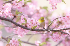 河津桜ジロー | 19
