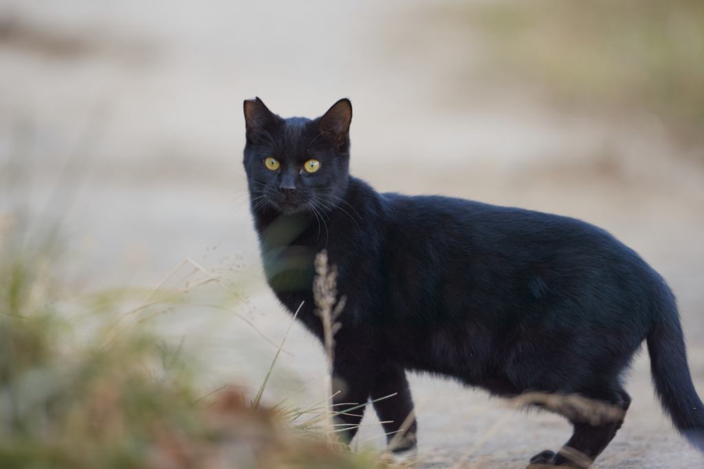 きょとんとした表情の真っ黒ちゃん