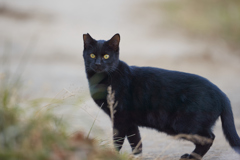 きょとんとした表情の真っ黒ちゃん