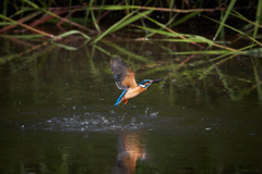 カワセミの離水_9