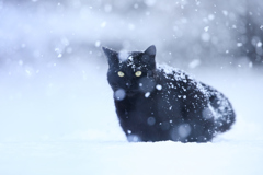 しんしんと降る雪の中で