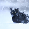 しんしんと降る雪の中で
