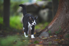 ゆっくり散歩