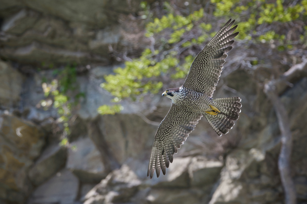 翼を大きく広げて