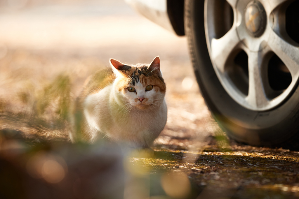 かわいい三毛猫／正面
