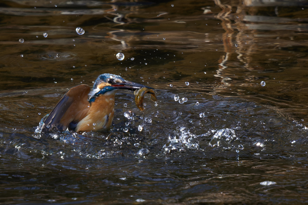 大き目のゲット！