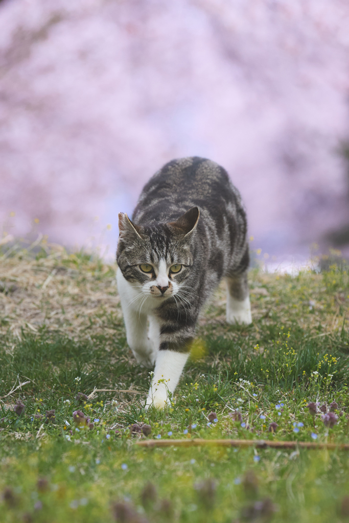 桜背景で歩く