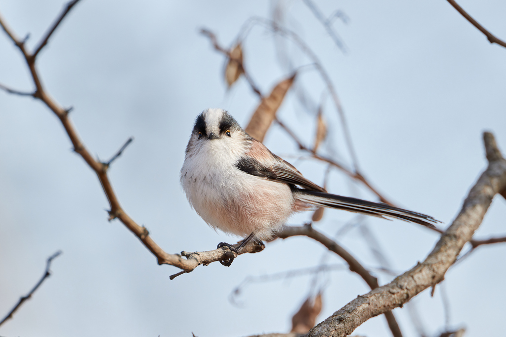 まん丸エナガちゃん