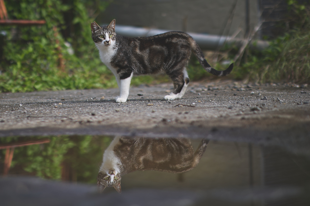 雨上がりの水たまり
