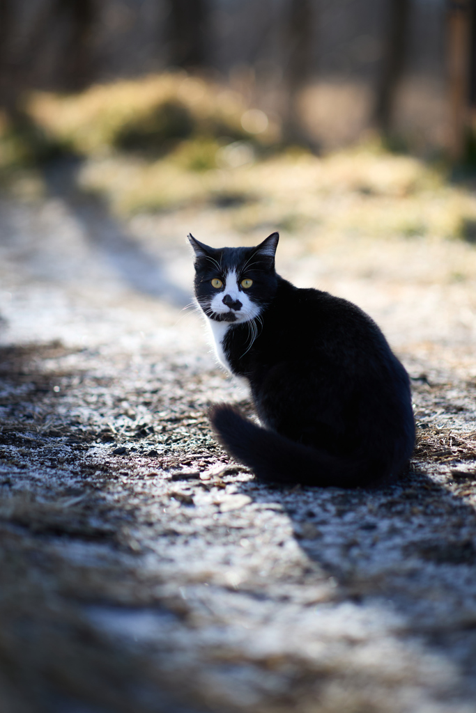 薄っすらと積もった雪の小径で