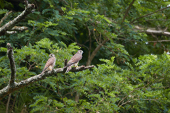 チョウゲンボウの幼鳥たち_6