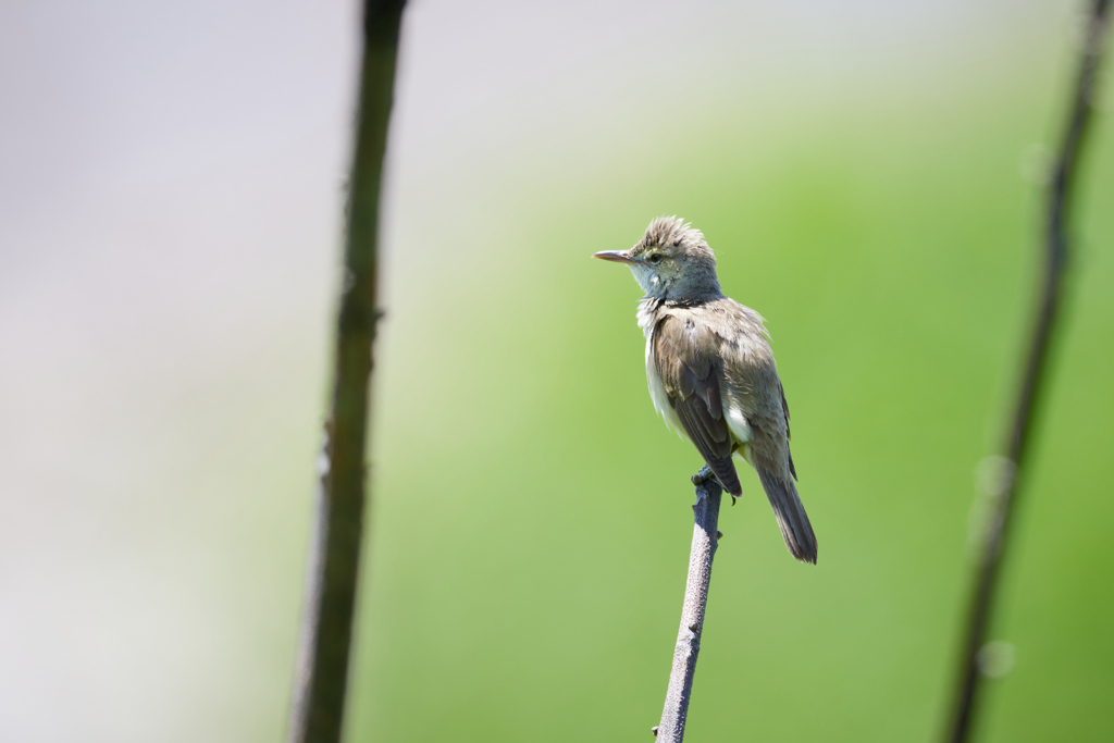 オオヨシキリ_2