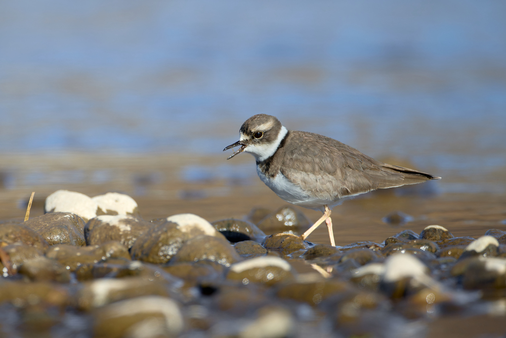 イカルチドリ | 1