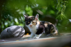 子猫の三毛ちゃん
