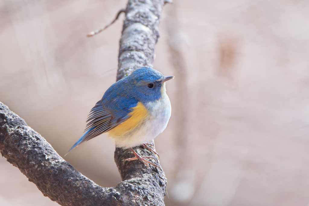 ルリビタキ | 11