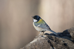 石の上で一休み