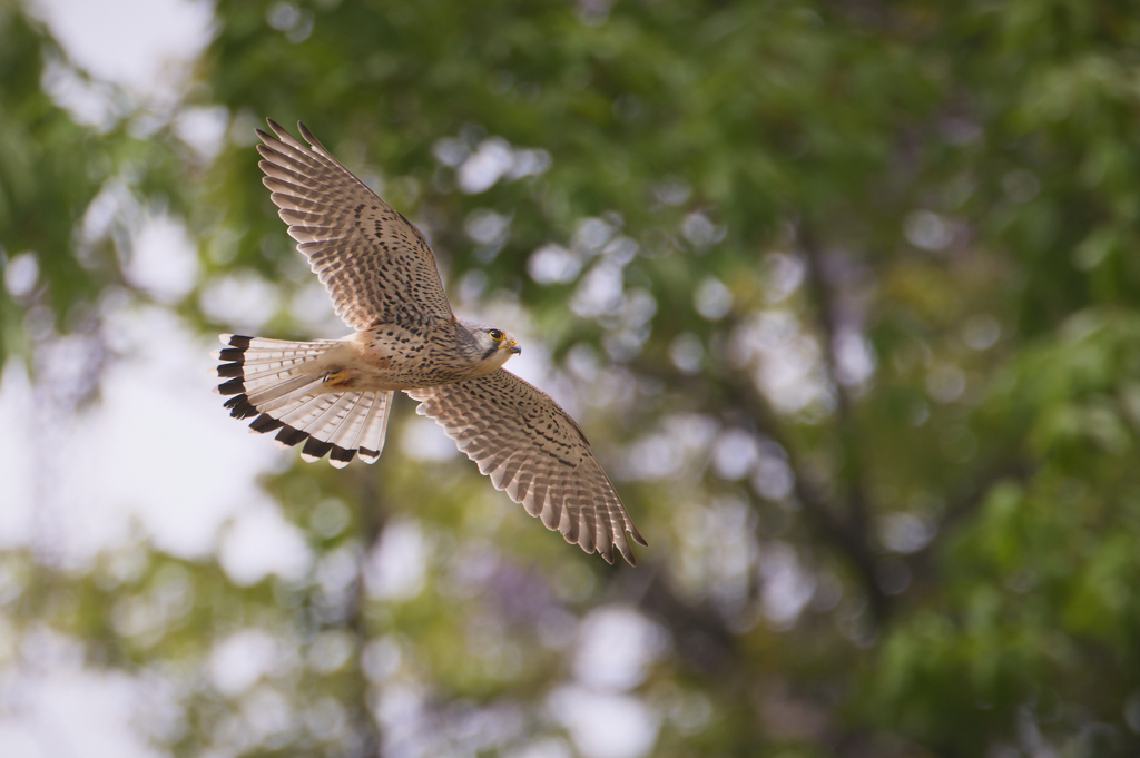 チョウゲンボウ | 2