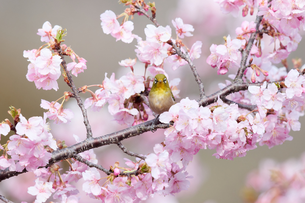 河津桜ジロー | 7