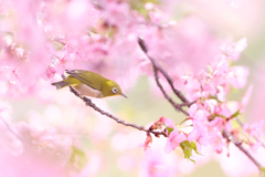河津桜ジロー | 21
