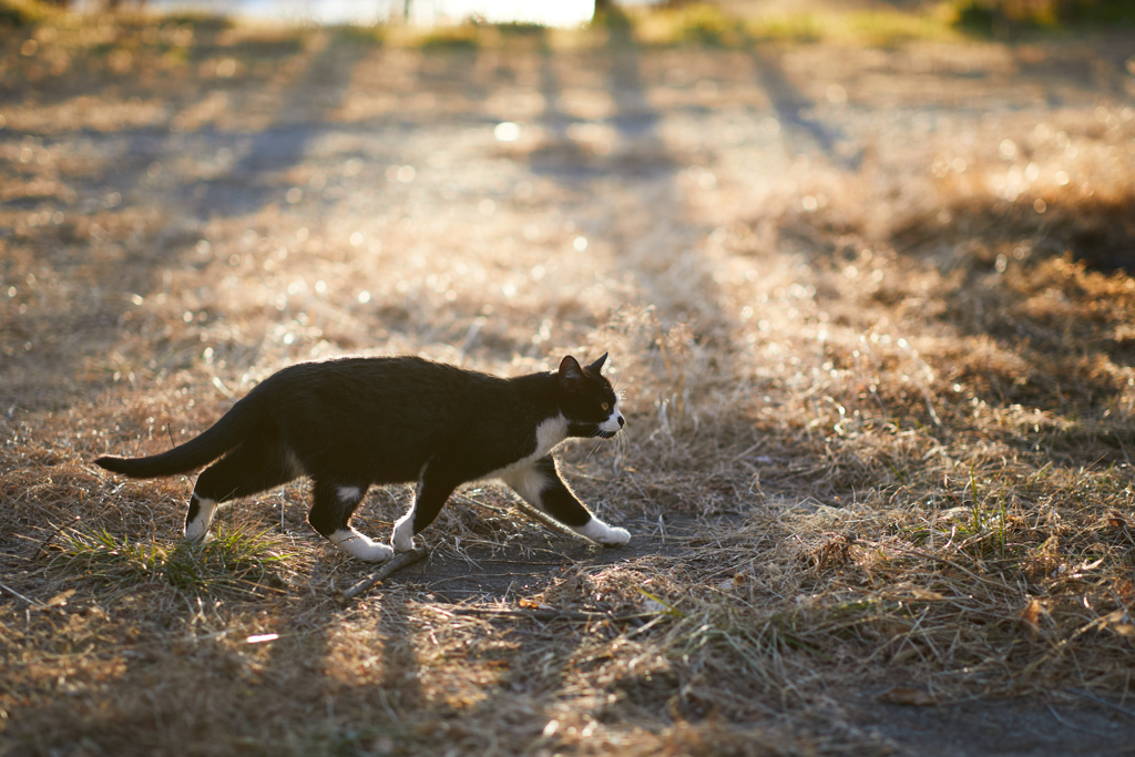 夕暮れの散歩道