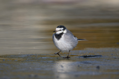 氷上をてくてく