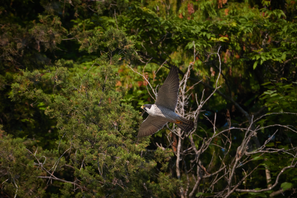 新緑とハヤブサの飛翔
