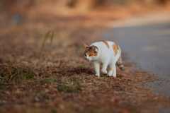 かわいい三毛猫／夕方