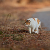 かわいい三毛猫／夕方
