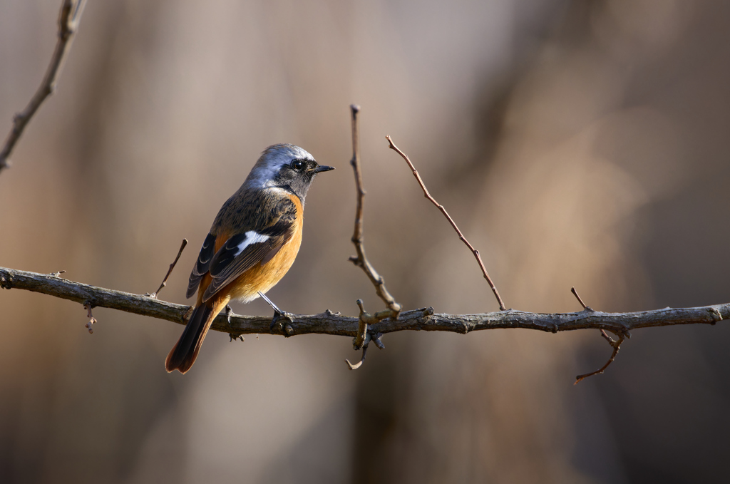 日差しを受けるジョビくん