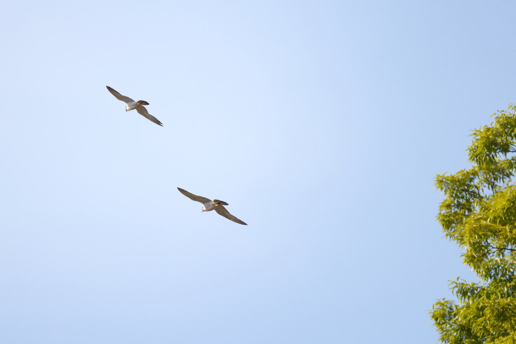 ハヤブサのペア／後ろ姿