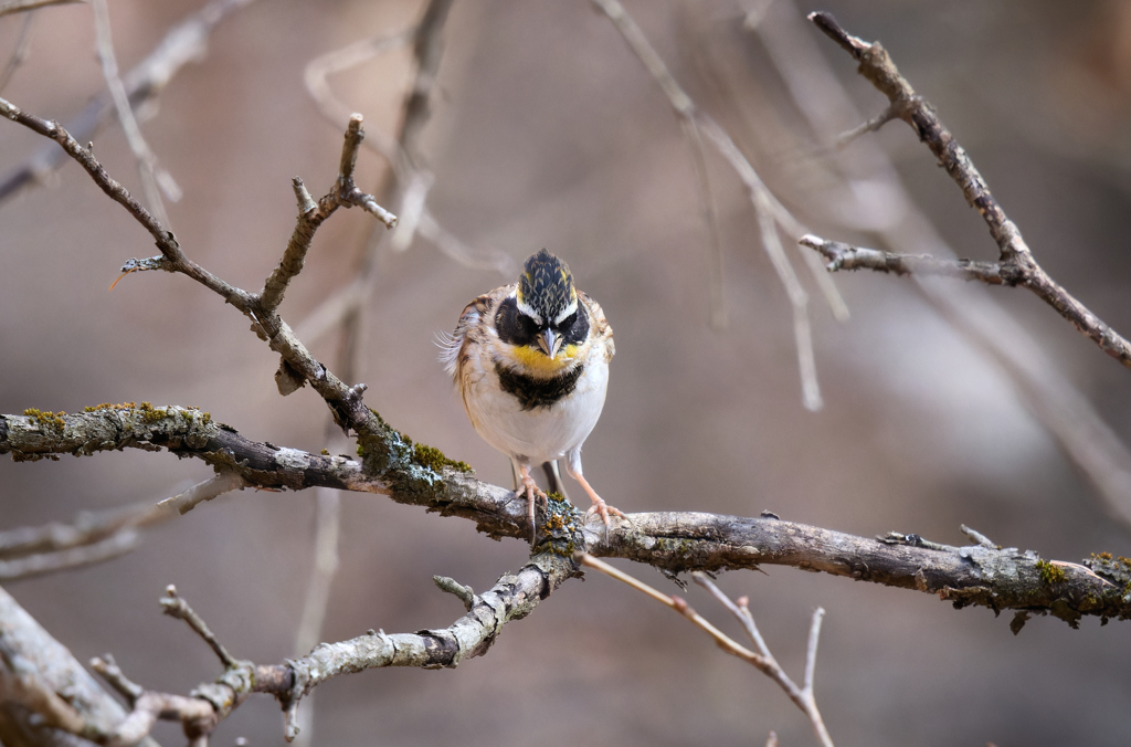ミヤマホオジロ | 3