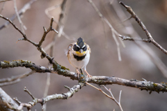 ミヤマホオジロ | 3