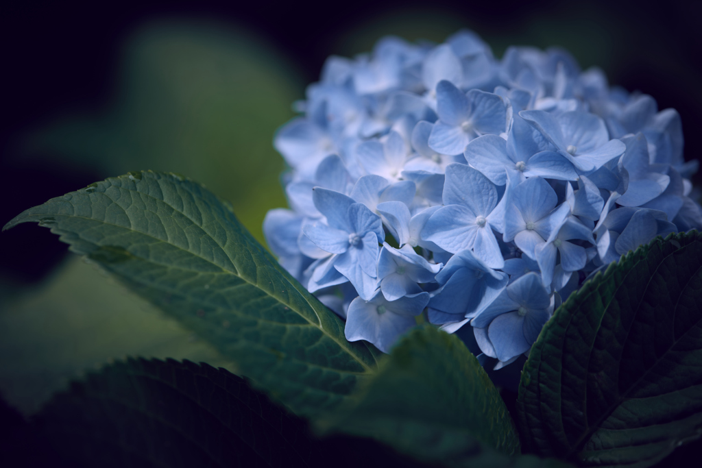 紫陽花／アジサイ／アップ_2