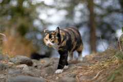 足どりしっかり