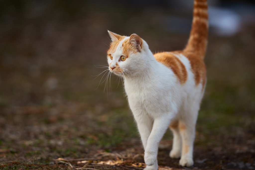 かわいい茶白の猫