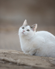 見上げる透き通った瞳