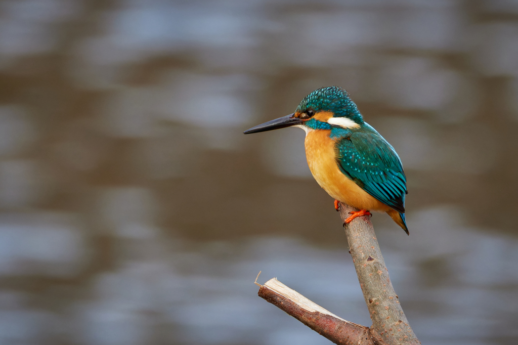 佇むカワちゃん