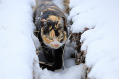 雪の日の側溝で