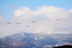 冬の八ヶ岳と飛翔する白鳥／コハクチョウたち_2