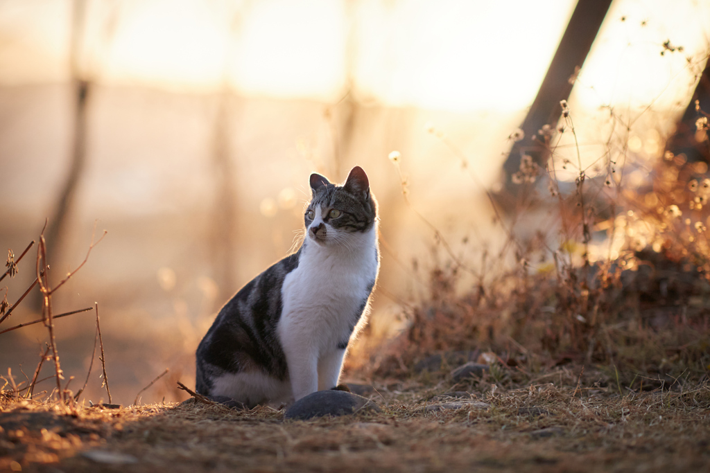穏やかな夕暮れ