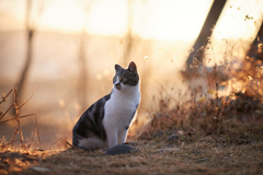 穏やかな夕暮れ