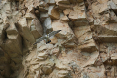 崖とハヤブサの飛翔_6