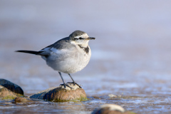 ハクセキレイ | 2