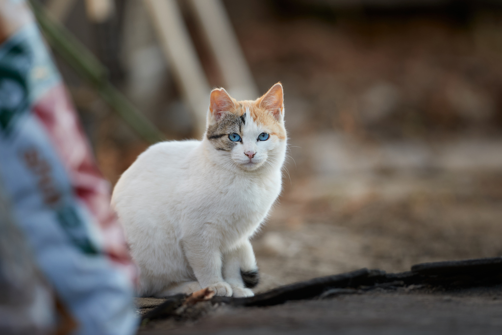 青い瞳に見つめられる