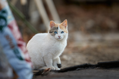 青い瞳に見つめられる